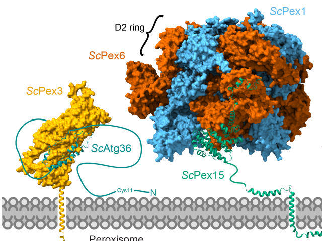 Models of the structures of Pex1/Pex6, Pex15, Pex3/Atg36, Pex14, and Pex5 at the peroxisome membrane