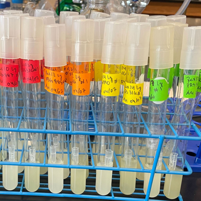 Culture tubes of yeast with brightly colored tape